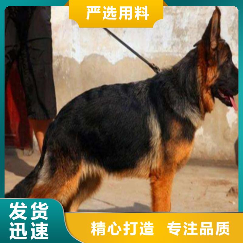 德国牧羊犬,卡斯罗犬制造厂家