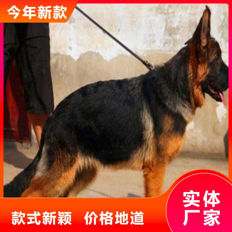 德国牧羊犬拉布拉多犬规格齐全