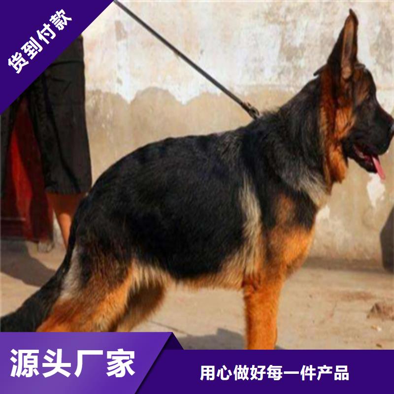 德国牧羊犬卡斯罗犬专业设计