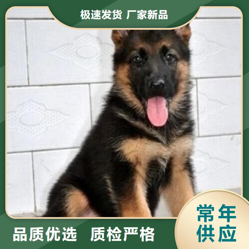 德国牧羊犬【卡斯罗犬】现货