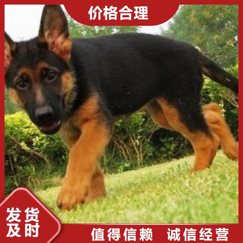 德国牧羊犬_黑狼根据要求定制