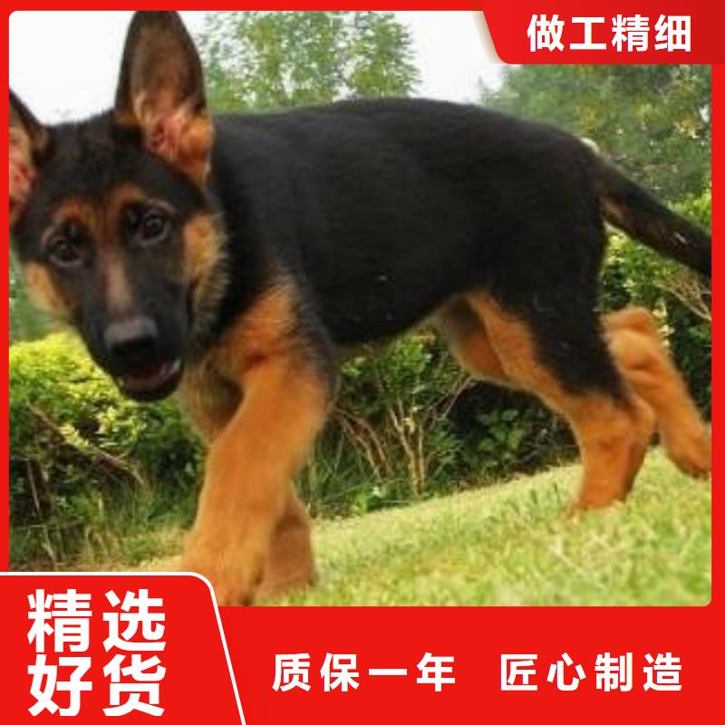 德国牧羊犬【德牧犬】厂家十分靠谱