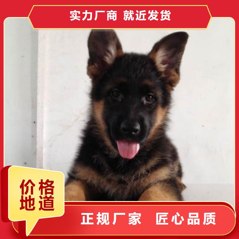 德国牧羊犬卡斯罗犬现货供应