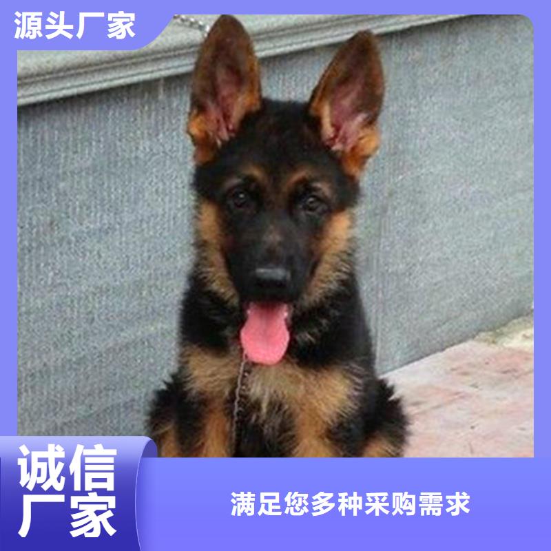 德国牧羊犬卡斯罗犬贴心服务