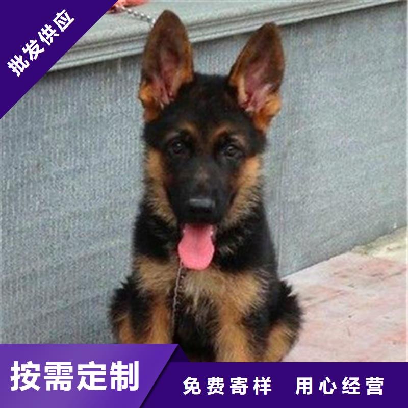 德国牧羊犬罗威纳犬工期短发货快