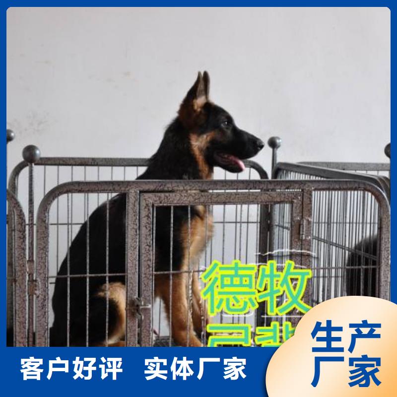 德国牧羊犬高加索犬定制不额外收费