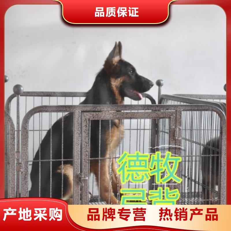 德国牧羊犬【德牧犬】自营品质有保障