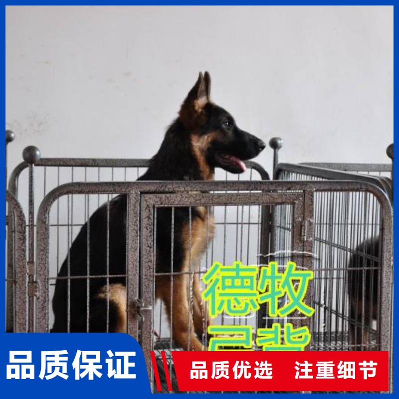 德国牧羊犬-马犬同行低价