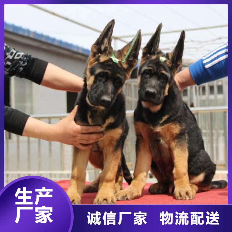 德国牧羊犬拉布拉多犬规格齐全