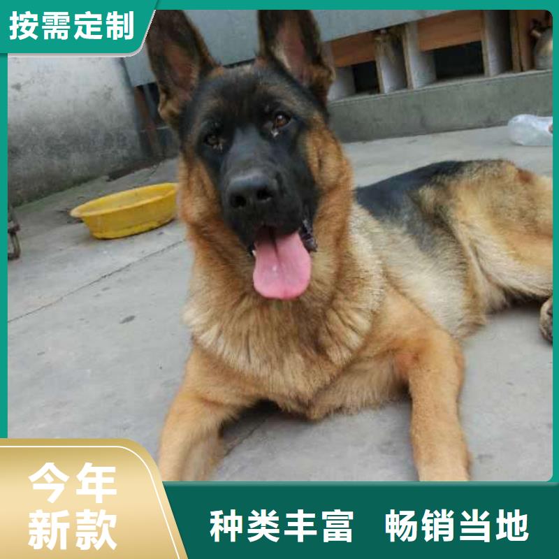 德国牧羊犬_卡斯罗犬欢迎来厂考察