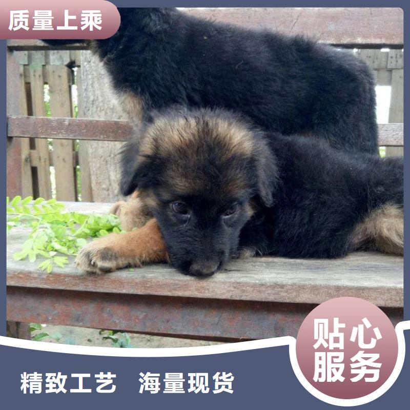 德国牧羊犬,黑狼值得买