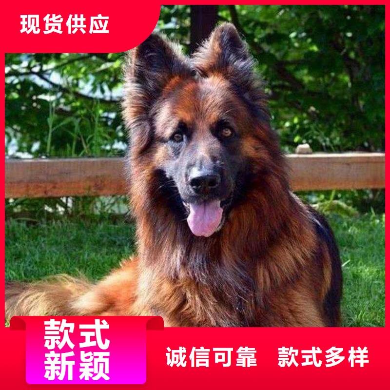 【德国牧羊犬】德牧犬一周内发货