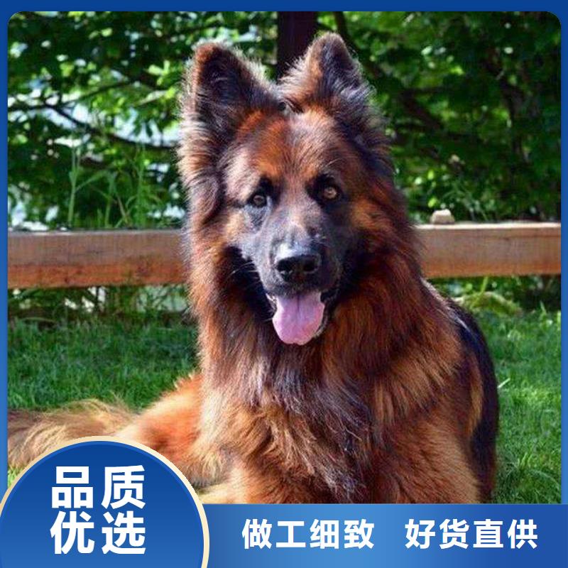 德国牧羊犬_【德牧犬】专注产品质量与服务