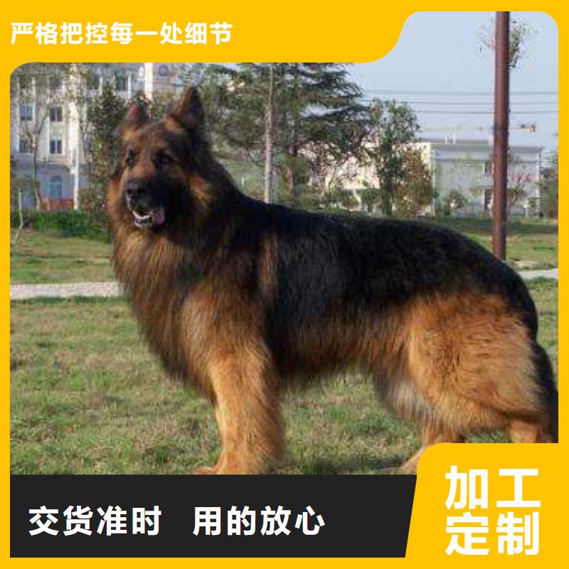 德国牧羊犬【杜宾犬】一手货源