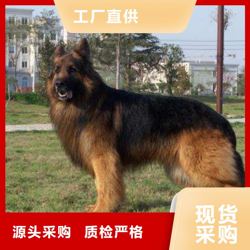 德国牧羊犬卡斯罗犬现货供应