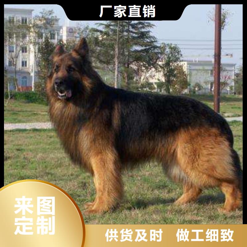 德国牧羊犬【卡斯罗犬】现货