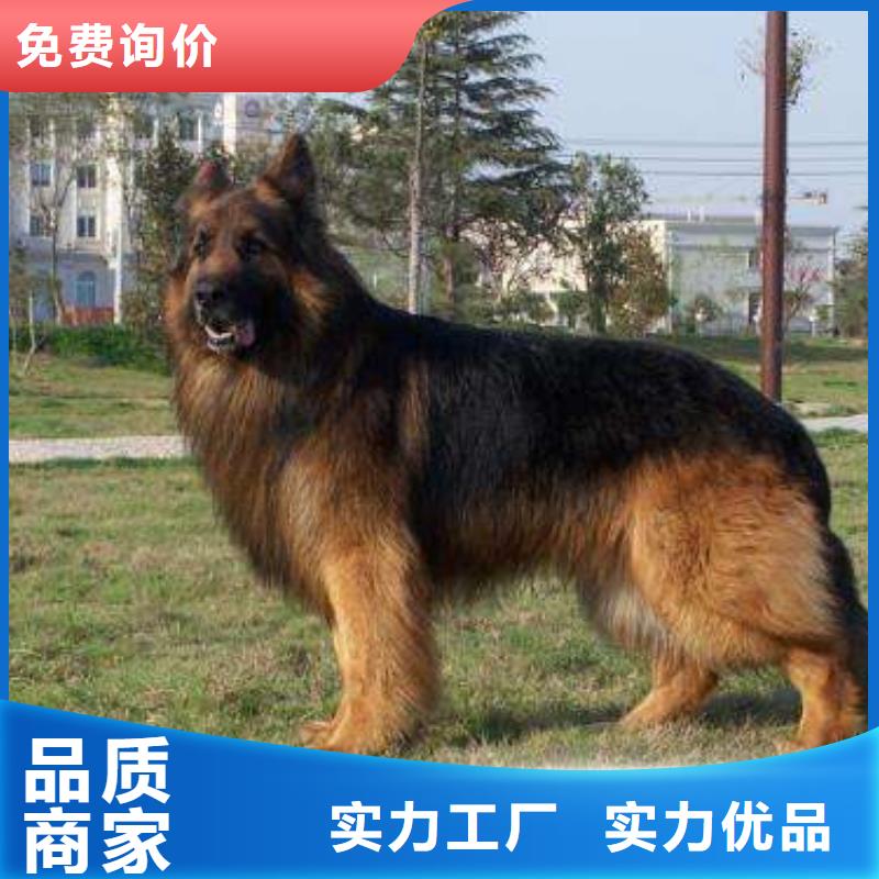 德国牧羊犬德牧犬精致工艺