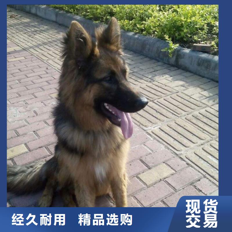 德国牧羊犬_卡斯罗犬欢迎来厂考察