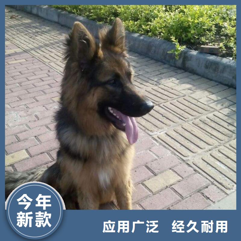 德国牧羊犬,黑狼值得买