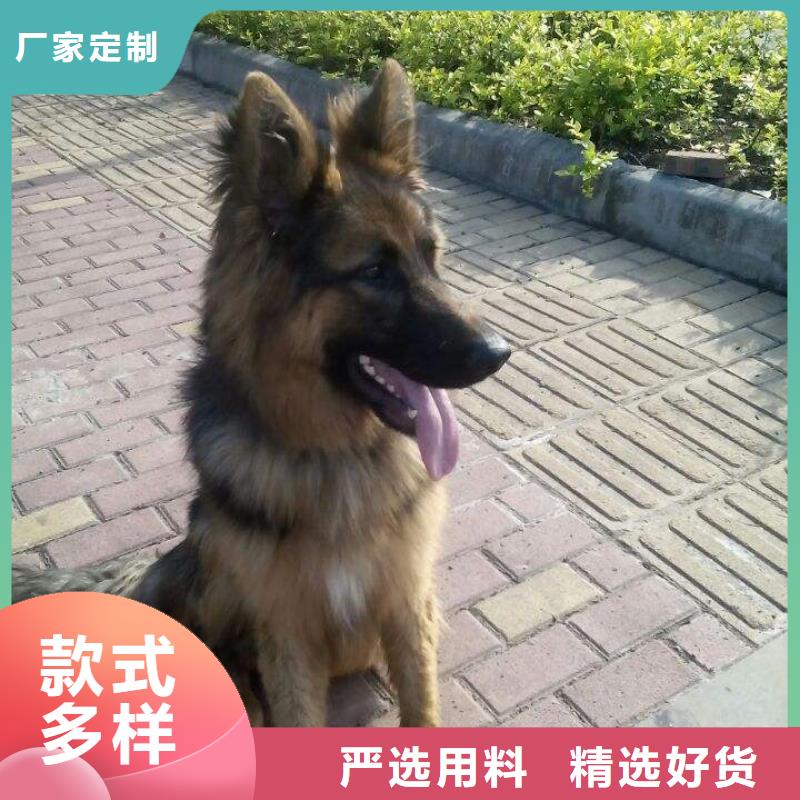 德国牧羊犬罗威纳犬直销厂家