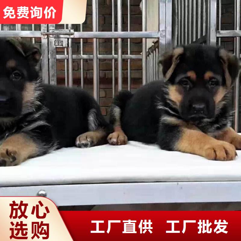 德国牧羊犬_卡斯罗犬欢迎来厂考察