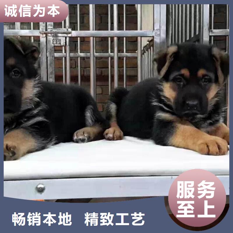 【德国牧羊犬卡斯罗犬大库存无缺货危机】