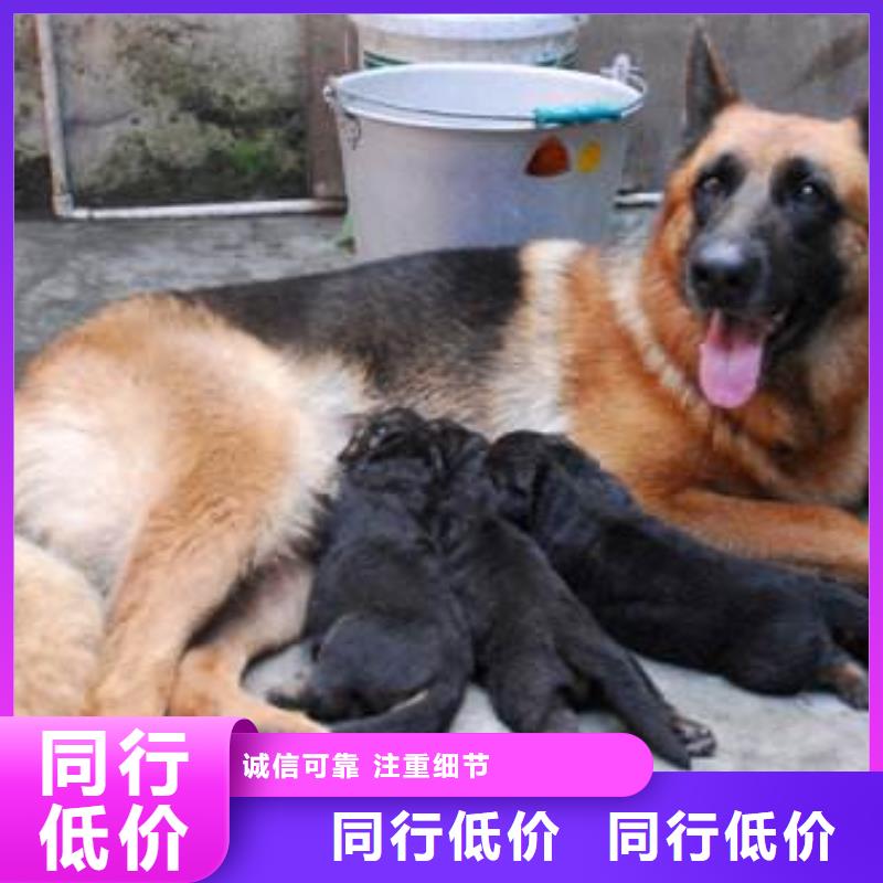 德国牧羊犬_【卡斯罗犬】支持定制