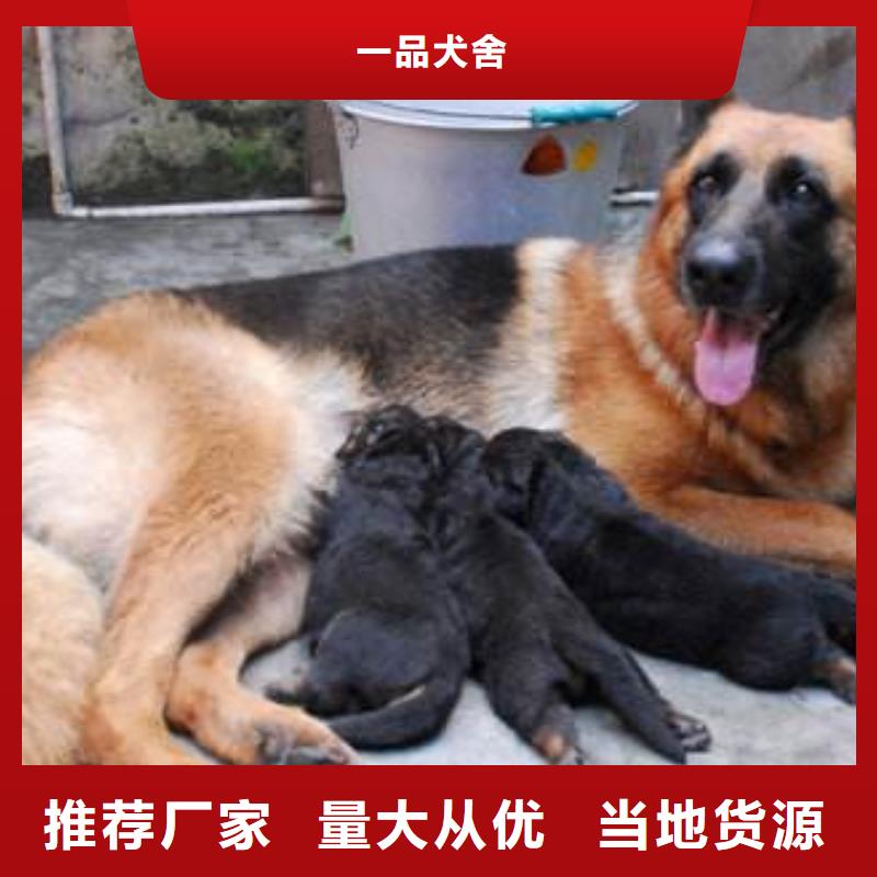 德国牧羊犬黑狼生产型