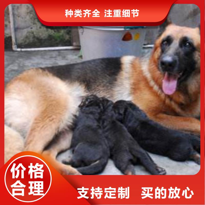 德国牧羊犬_卡斯罗犬欢迎来厂考察