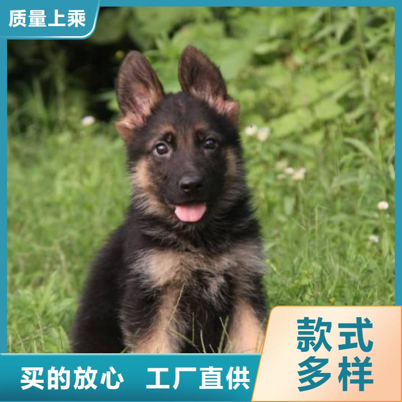 德国牧羊犬卡斯罗犬质量上乘