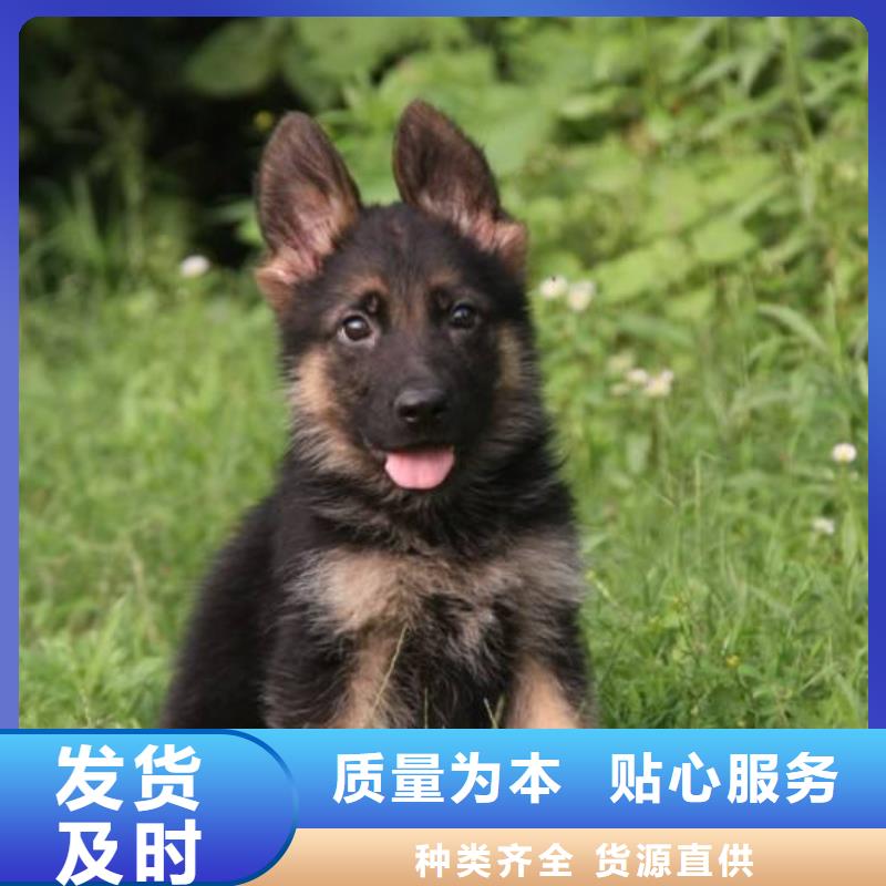 德国牧羊犬【杜宾犬】一手货源