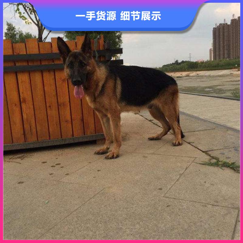 【德国牧羊犬】罗威纳犬优良材质