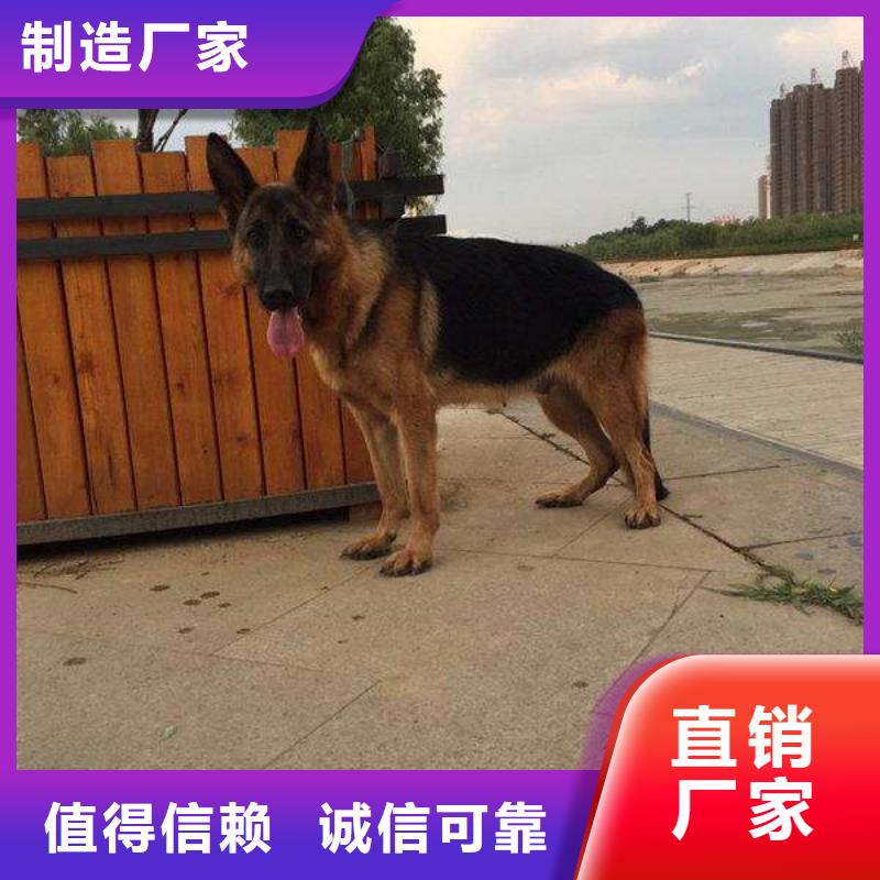 德国牧羊犬【杜宾犬】一手货源