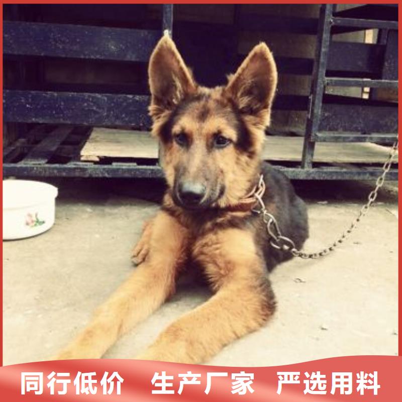 德国牧羊犬,黑狼值得买