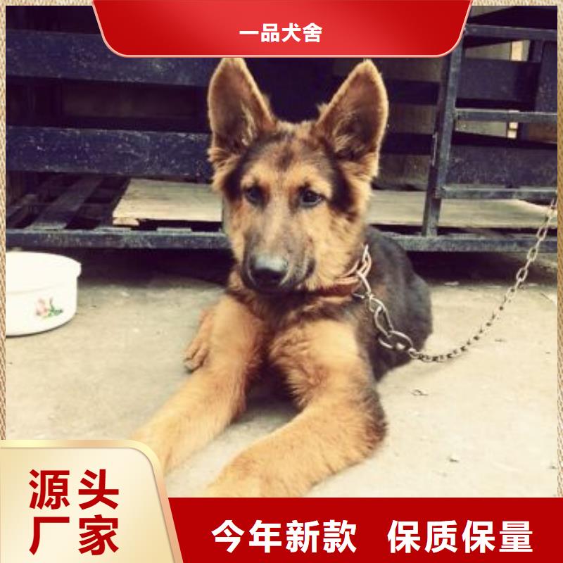 德国牧羊犬【杜宾犬】一手货源