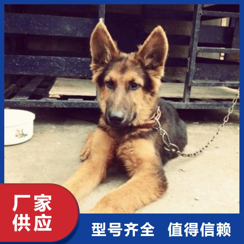 德国牧羊犬_卡斯罗犬欢迎来厂考察