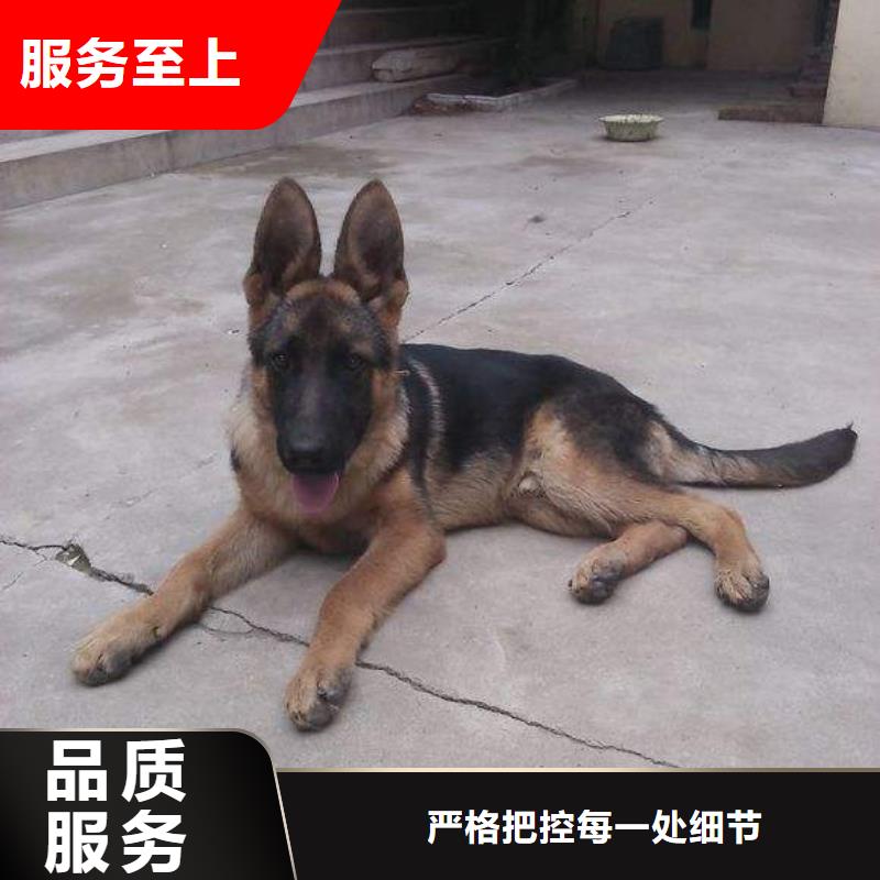 德国牧羊犬,黑狼值得买