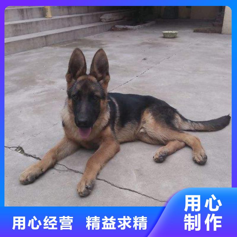 德国牧羊犬【德牧犬】N年生产经验